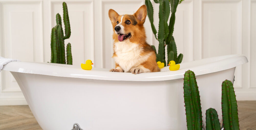 cómo bañar a un perro